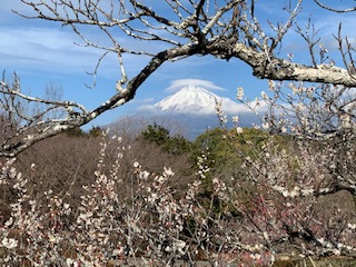 富士山と梅　岩本山2